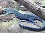 varan